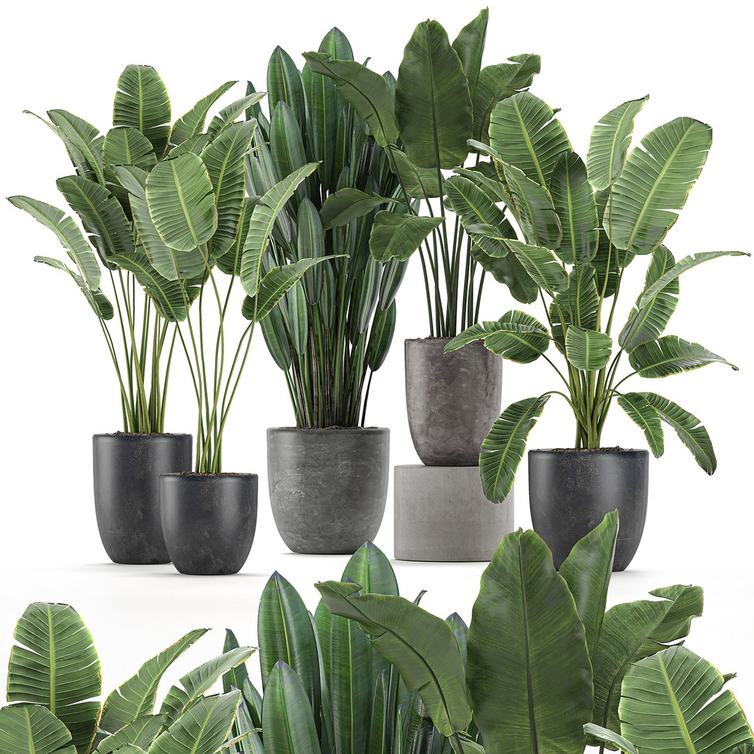 Decorative Plants Interior Flowerpots 3D - TurboSquid 1584462