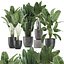 Plantes décoratives pour l'intérieur en pots de fleurs 614