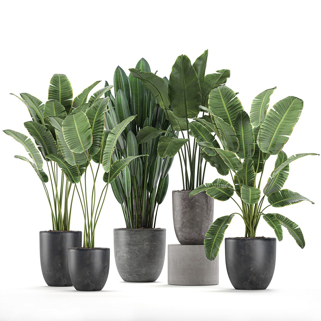 Decorative Plants Interior Flowerpots 3D - TurboSquid 1584462