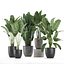 Plantes décoratives pour l'intérieur en pots de fleurs 614