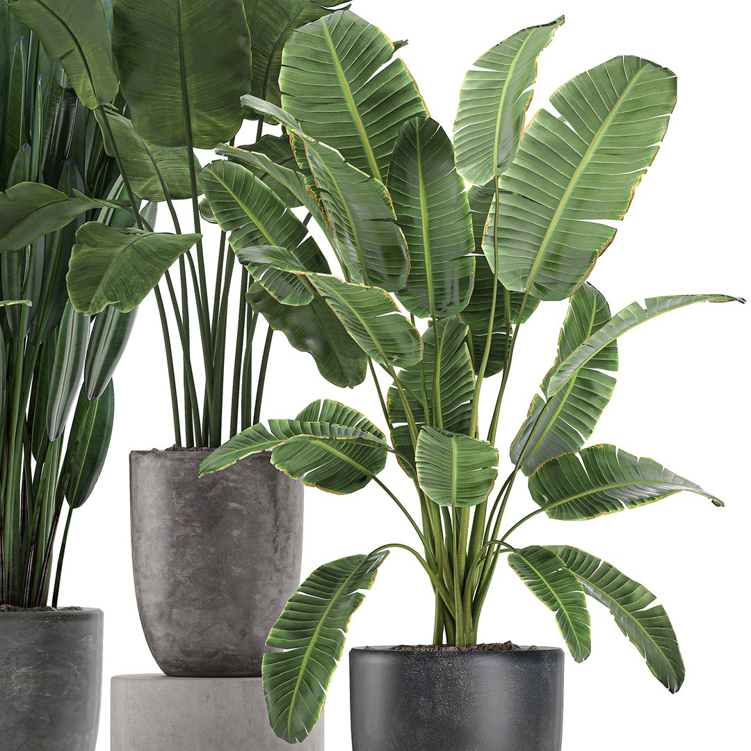decorative plants interior flowerpots 3D https://p.turbosquid.com/ts-thumb/uF/LgHFMz/WYXsibC7/plants3006202003/jpg/1593604261/1920x1080/fit_q87/76b87c656dc00fc4df56f6b385c60edfd2d738e6/plants3006202003.jpg