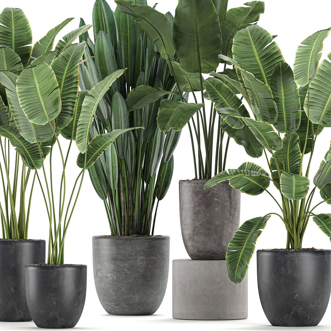 decorative plants interior flowerpots 3D https://p.turbosquid.com/ts-thumb/uF/LgHFMz/WuoW5NtQ/plants3006202002/jpg/1593604260/1920x1080/fit_q87/aa8771633faceb3be860eb5d3ec7149baec9baad/plants3006202002.jpg