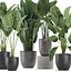 Plantes décoratives pour l'intérieur en pots de fleurs 614