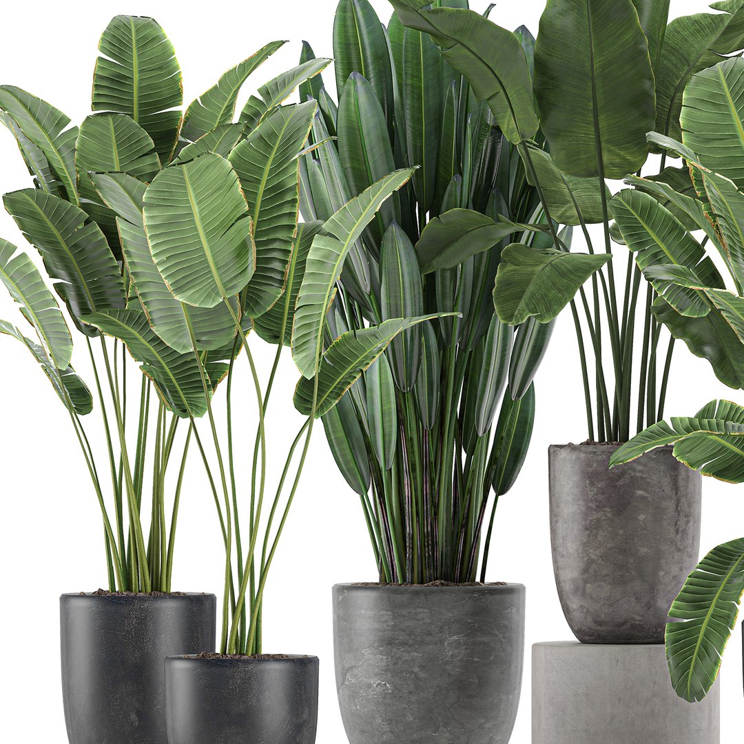 decorative plants interior flowerpots 3D https://p.turbosquid.com/ts-thumb/uF/LgHFMz/oMDbi2Wx/plants3006202004/jpg/1593604261/1920x1080/fit_q87/d0a7f27f6a0a650565a4016a8e90d03f196a039d/plants3006202004.jpg