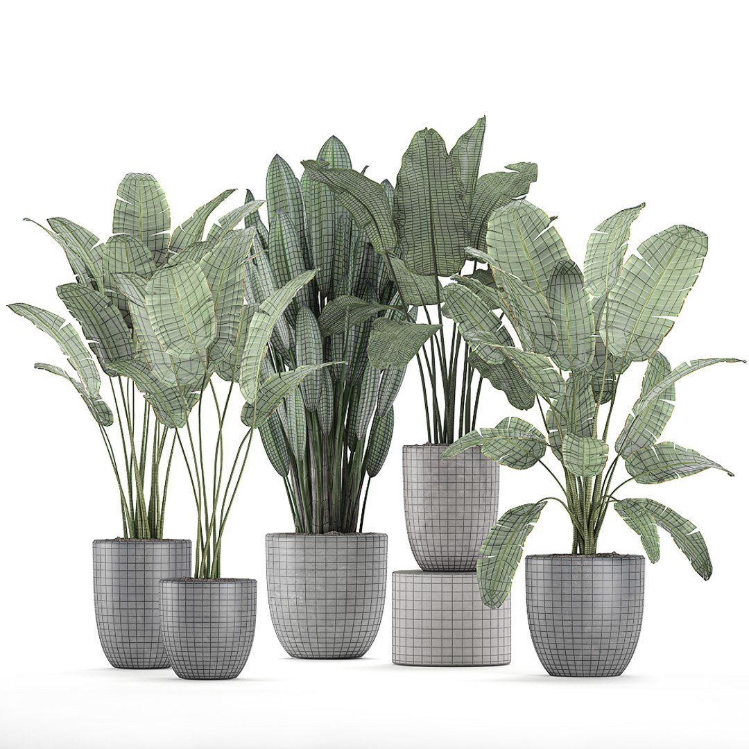 Decorative Plants Interior Flowerpots 3d - Turbosquid 1584462