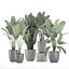 Plantes décoratives pour l'intérieur en pots de fleurs 614
