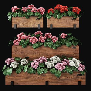 nature flowers begonia model