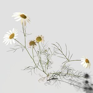 Field Chamomile Pack