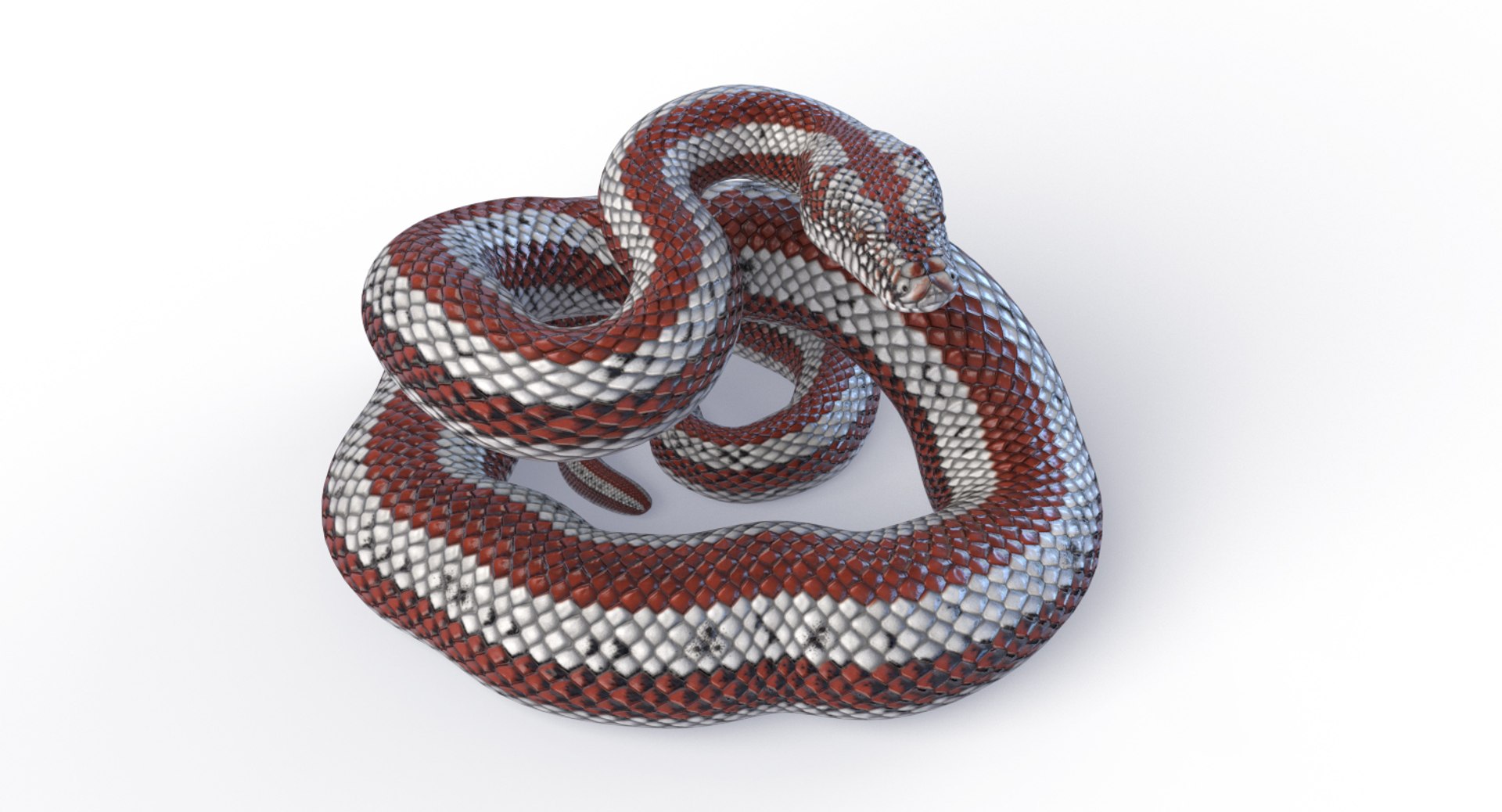 Rosy Boa Mesh Model - TurboSquid 1775736