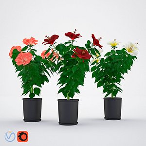 Hibiscus