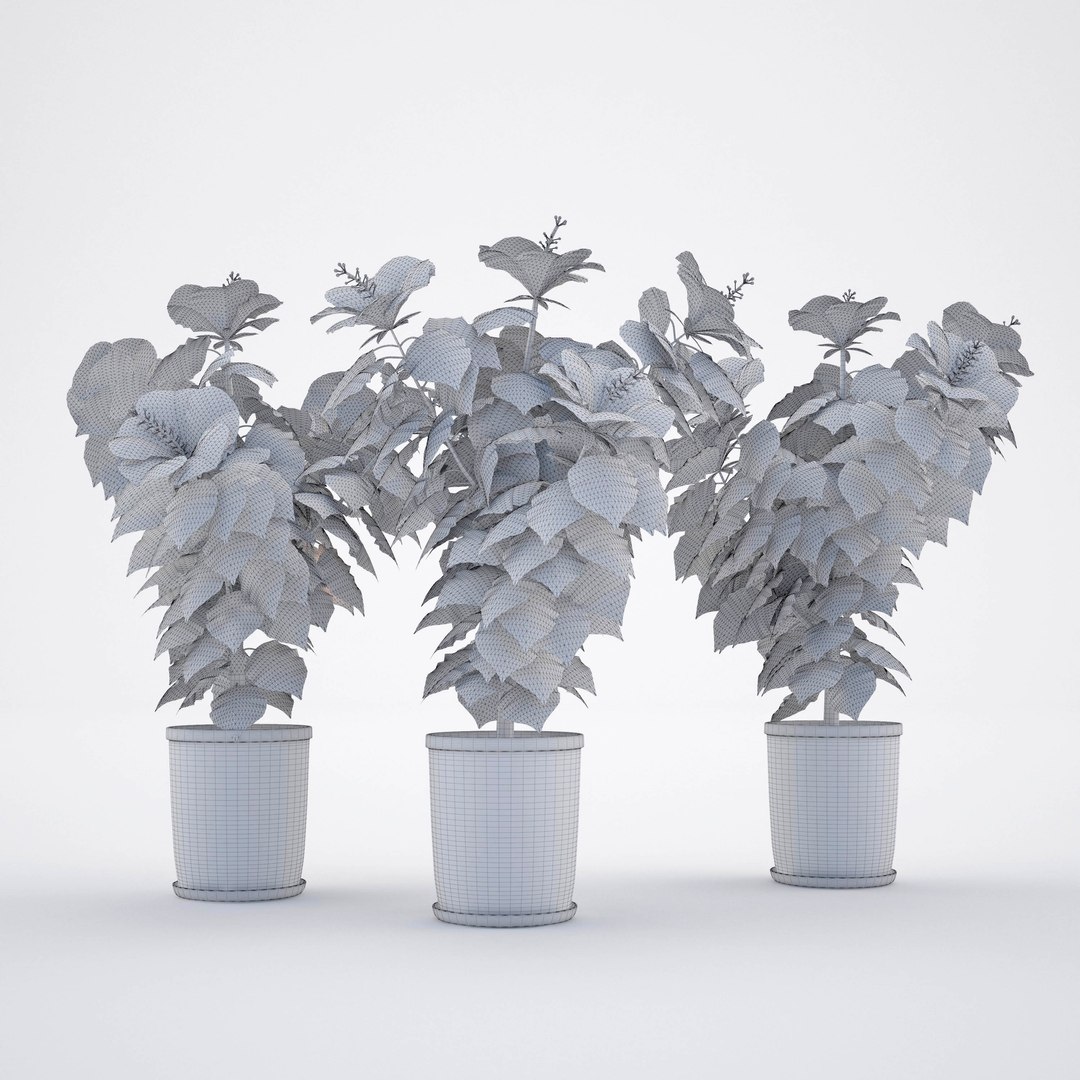 hibiscus chinese rose model https://p.turbosquid.com/ts-thumb/uF/hmNhbl/DMXwklHE/6/jpg/1528392961/1920x1080/fit_q87/f8ffda4adc1cade2374bc63c0bab36201fd20991/6.jpg