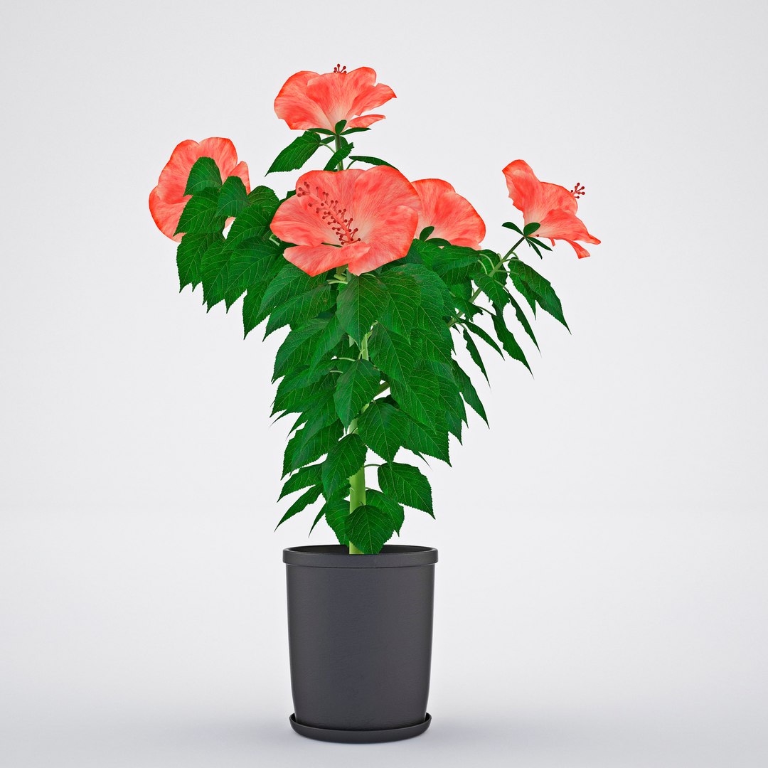 hibiscus chinese rose model https://p.turbosquid.com/ts-thumb/uF/hmNhbl/DYwUJx0m/4/jpg/1528392961/1920x1080/fit_q87/abd1c04aa90689744386dffdf45314eacb82f4de/4.jpg