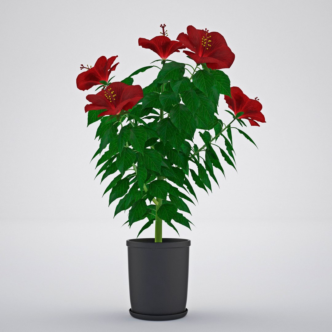hibiscus chinese rose model https://p.turbosquid.com/ts-thumb/uF/hmNhbl/jPTnlcHJ/2/jpg/1528392960/1920x1080/fit_q87/29738bf6192af5e802ddc5f18aaff77402a36fe4/2.jpg