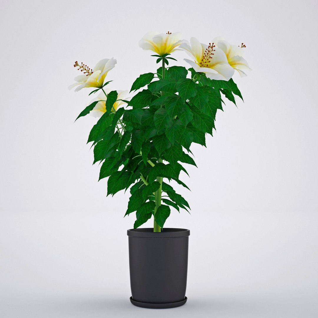 hibiscus chinese rose model https://p.turbosquid.com/ts-thumb/uF/hmNhbl/mIoB1sLl/3/jpg/1528392960/1920x1080/fit_q87/b61acfdb128834974b29db849ccb4d8b3c175a6f/3.jpg