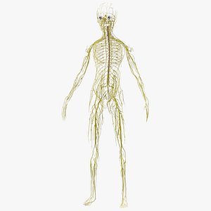3D Young Boy Nervous System