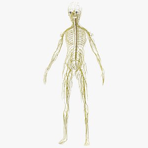 Young Boy Nervous System