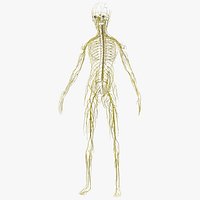 Young Boy Nervous System