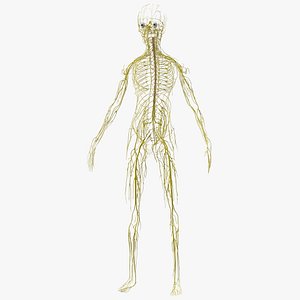 Young Boy Nervous System