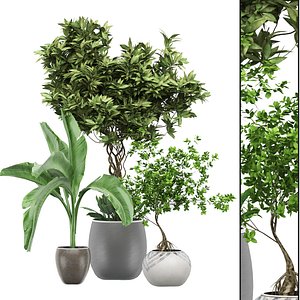 3D model flower pack 132