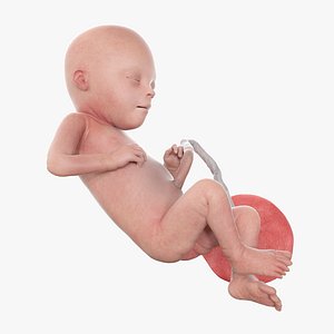 Fetus Week 21 Static 3D model