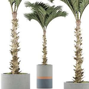 3D palm plants