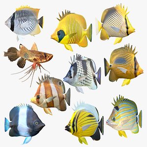 Butterflyfish Collection 1