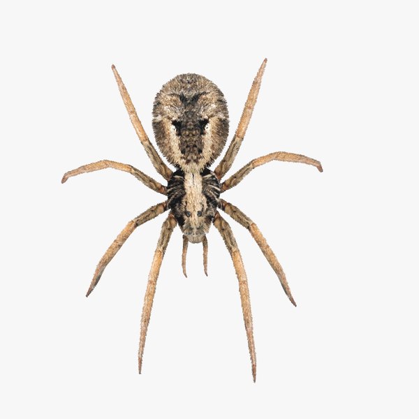 brown recluse spider 3d model
