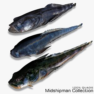 3D Midshipman Collection model