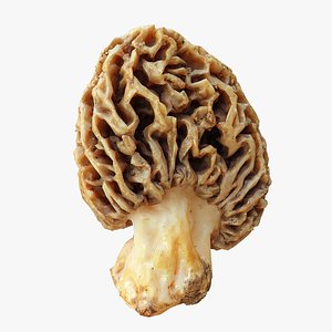 Morel Mushroom Morchella 03