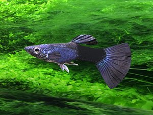rigged moscow blue guppy 3D model