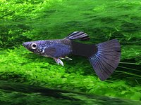 moscow blue guppy rigged