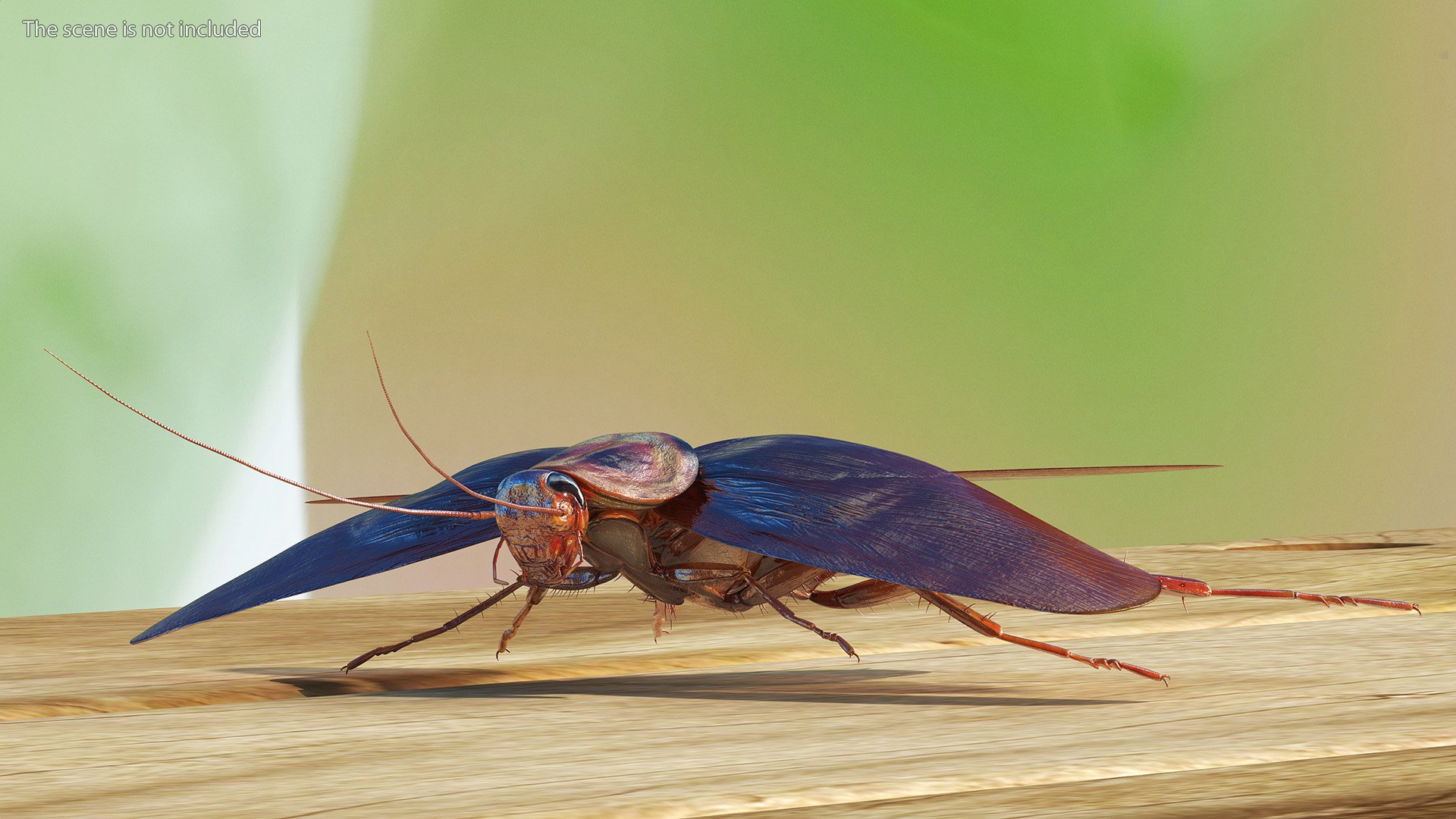 3D model Flying Cockroach Rigged https://p.turbosquid.com/ts-thumb/uG/RVgzvl/0X/flyingcockroachriggedmb3dmodel005/jpg/1684484904/1920x1080/fit_q87/50fc275c4c6cf96d7d0f8faa9b9aee1b66052c03/flyingcockroachriggedmb3dmodel005.jpg