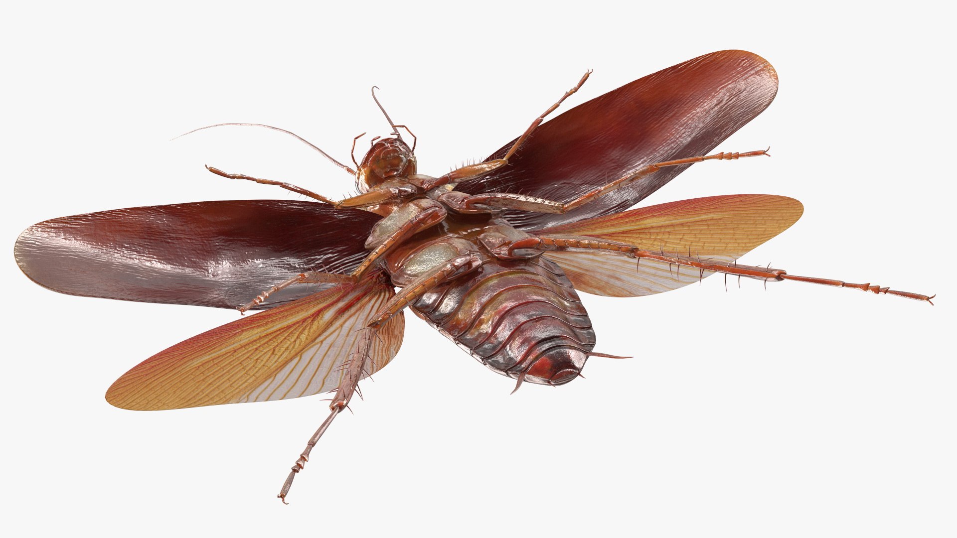 3D model Flying Cockroach Rigged https://p.turbosquid.com/ts-thumb/uG/RVgzvl/2h/flyingcockroachriggedmb3dmodel018/jpg/1684484950/1920x1080/fit_q87/5dee81b767395a104abc10f0888317d5baca7351/flyingcockroachriggedmb3dmodel018.jpg