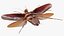 Flying Cockroach Rigged