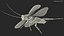 Flying Cockroach Rigged