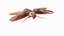 Flying Cockroach Rigged