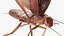 Flying Cockroach Rigged