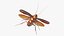 Flying Cockroach Rigged