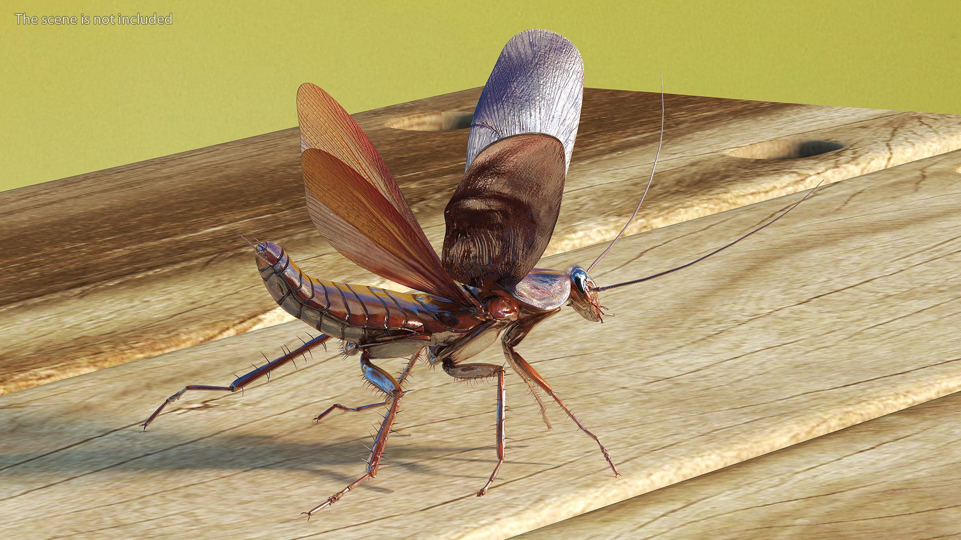 3D model Flying Cockroach Rigged https://p.turbosquid.com/ts-thumb/uG/RVgzvl/IF/flyingcockroachriggedmb3dmodel012/jpg/1684484927/1920x1080/fit_q87/0ec29274a9093a185aa0c0116a11be45bd352345/flyingcockroachriggedmb3dmodel012.jpg