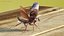 Flying Cockroach Rigged