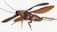 Flying Cockroach Rigged