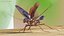 Flying Cockroach Rigged