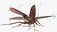 Flying Cockroach Rigged