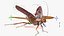 Flying Cockroach Rigged