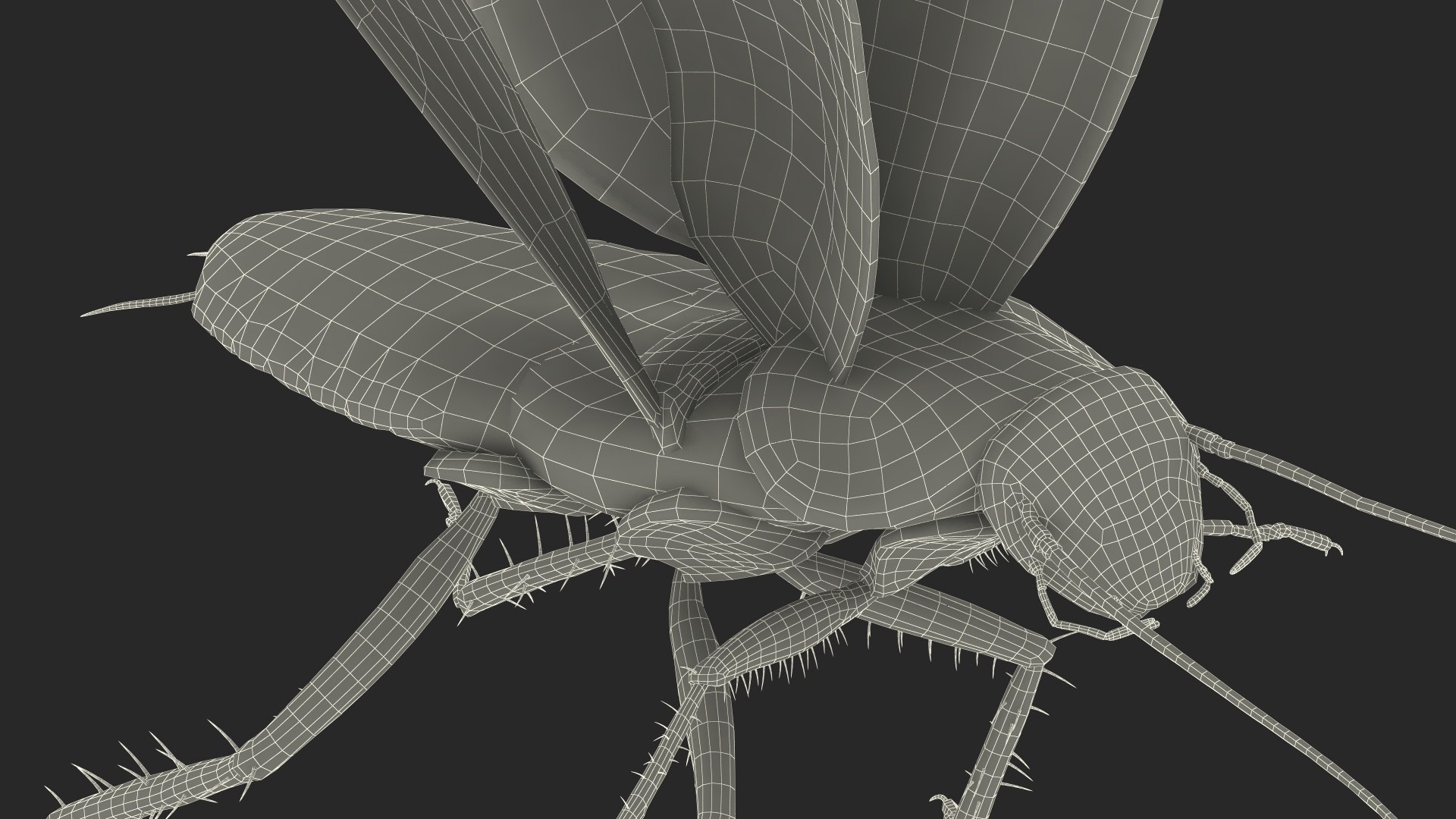 3D model Flying Cockroach Rigged https://p.turbosquid.com/ts-thumb/uG/RVgzvl/Ve/flyingcockroachriggedmb3dmodel040/jpg/1684485019/1920x1080/fit_q87/2f527abe6b779558a6f4ef0c0e2bc52a7e8dfc77/flyingcockroachriggedmb3dmodel040.jpg