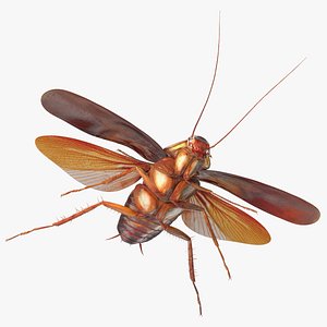 3D model Flying Cockroach Rigged