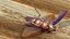 Flying Cockroach Rigged