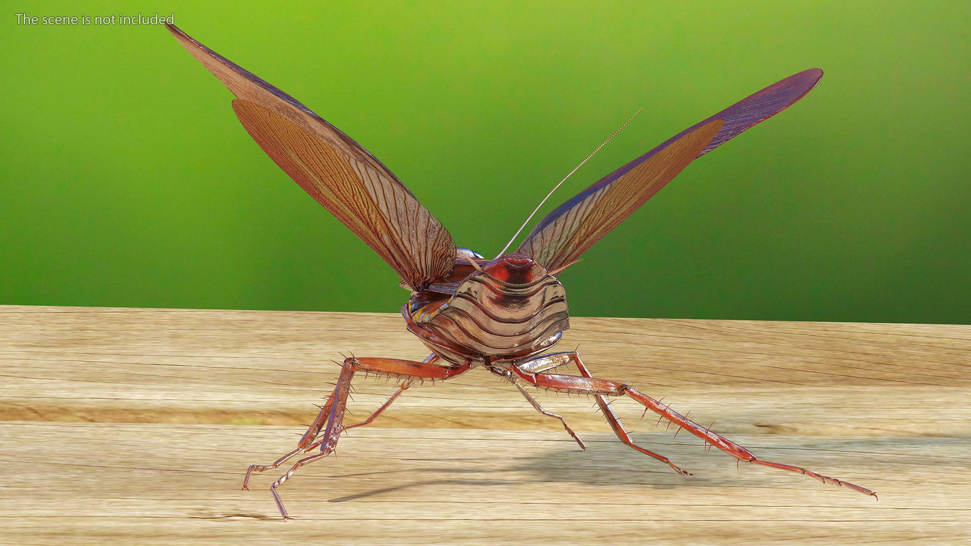 3D model Flying Cockroach Rigged https://p.turbosquid.com/ts-thumb/uG/RVgzvl/lM/flyingcockroachriggedmb3dmodel013/jpg/1684484931/1920x1080/fit_q87/01b7407cd4c43ccd052505b7dce5de351721a549/flyingcockroachriggedmb3dmodel013.jpg