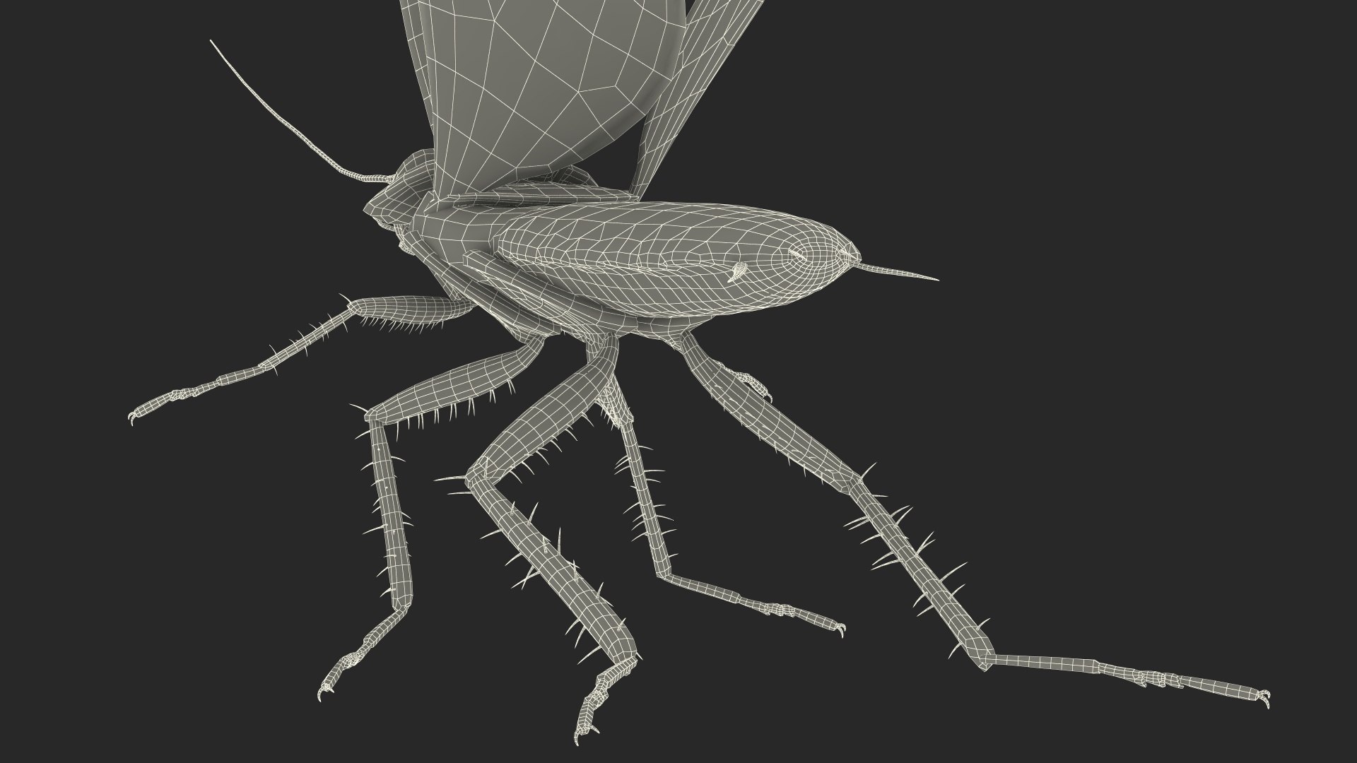 3D model Flying Cockroach Rigged https://p.turbosquid.com/ts-thumb/uG/RVgzvl/mm/flyingcockroachriggedmb3dmodel039/jpg/1684485016/1920x1080/fit_q87/373ed560e63c90ad67ebe0cf7075b84d29beba18/flyingcockroachriggedmb3dmodel039.jpg