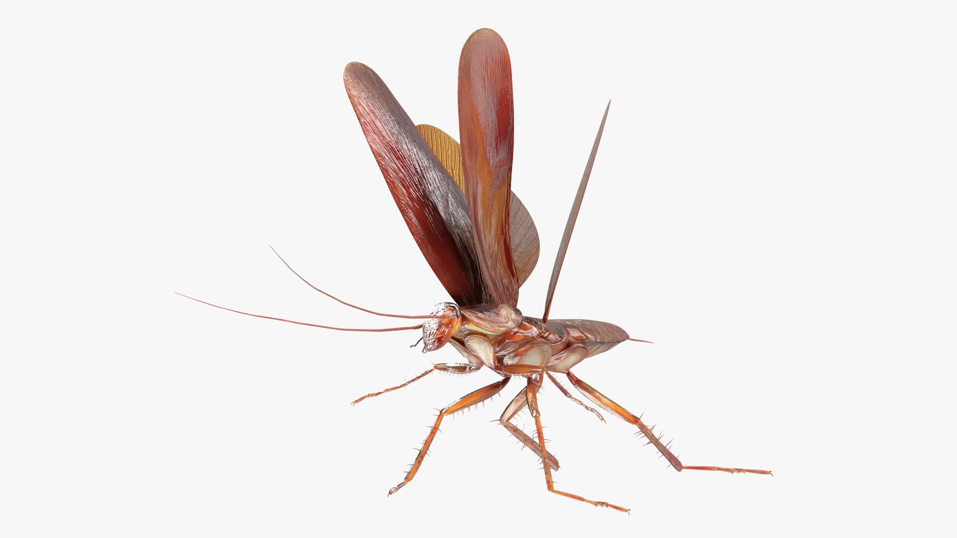 3D model Flying Cockroach Rigged https://p.turbosquid.com/ts-thumb/uG/RVgzvl/pc/flyingcockroachriggedmb3dmodel026/jpg/1684484976/1920x1080/fit_q87/e103a7ac60e12e41c55673139e1a9e412054d09b/flyingcockroachriggedmb3dmodel026.jpg